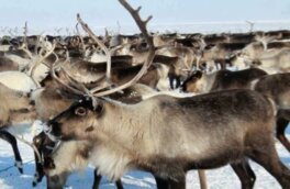 Учёные развенчали миф о прикасании к северным оленям