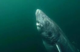 Найдена акула старше Ивана Грозного