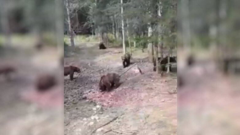На Ямале очевидцы засняли массовую «сходку» медведей