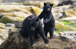 Трёх канадцев арестовали за попытки спасти «мусорных медведей»
