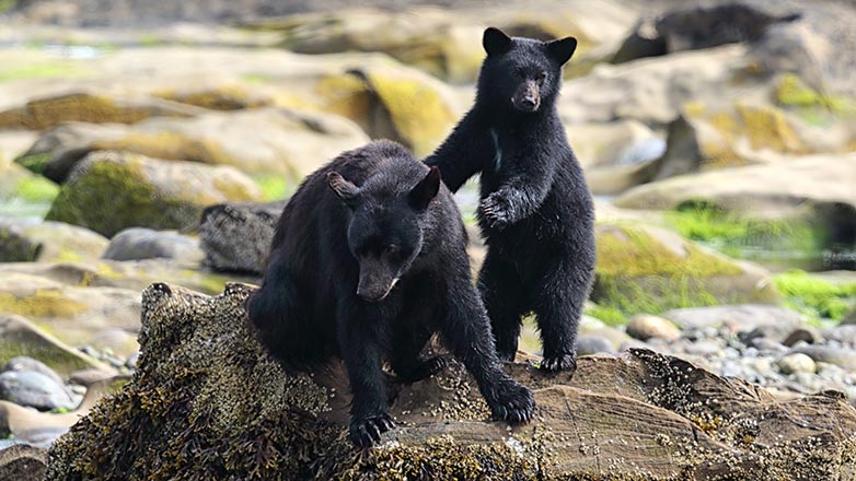 Трёх канадцев арестовали за попытки спасти «мусорных медведей»