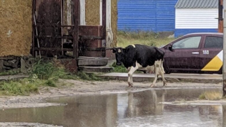 В Новом Уренгое появились гуляющие коровы