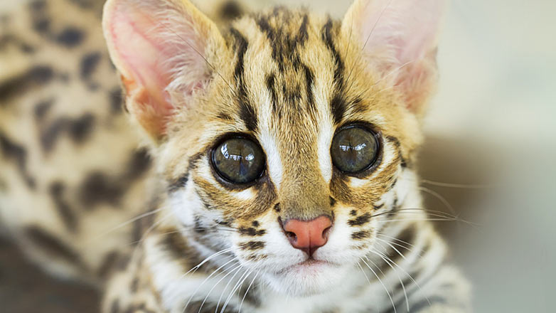В аэропорту Внуково таможенники изъяли азиатских леопардовых котят