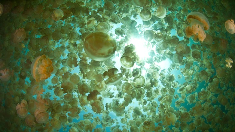 В Азовском море отмечено массовое нашествие медуз