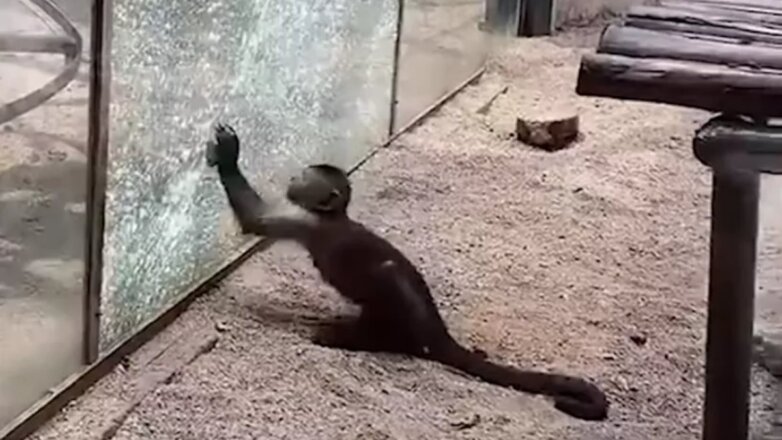 В Китае обезьяна применила орудие труда для побега из вольера зоопарка