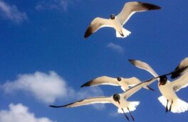 Власти Подмосковья проверили свалку рядом с аэродромом в Жуковском