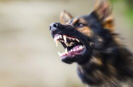 В МЧС рассказали, как остановить агрессивную собаку
