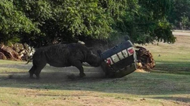 Носорог перевернул машину с человеком в Германии