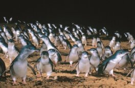 Парад самых маленьких пингвинов в мире сняли на видео