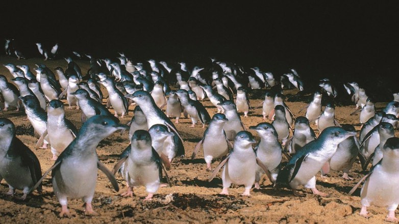 Чтобы спасти пингвинов, австралийский посёлок стёрли с лица земли