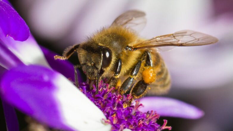 Пчёлы-ищейки могут заменить служебных собак