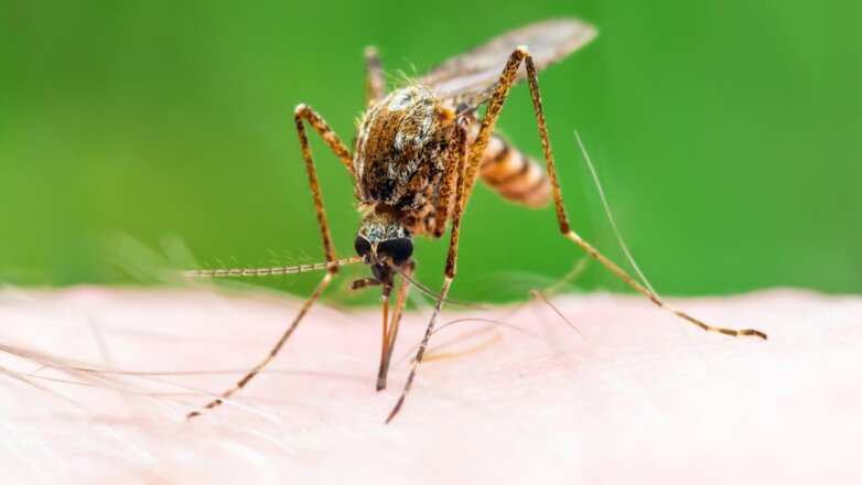 Учёные рассказали, кого предпочитают кусать комары