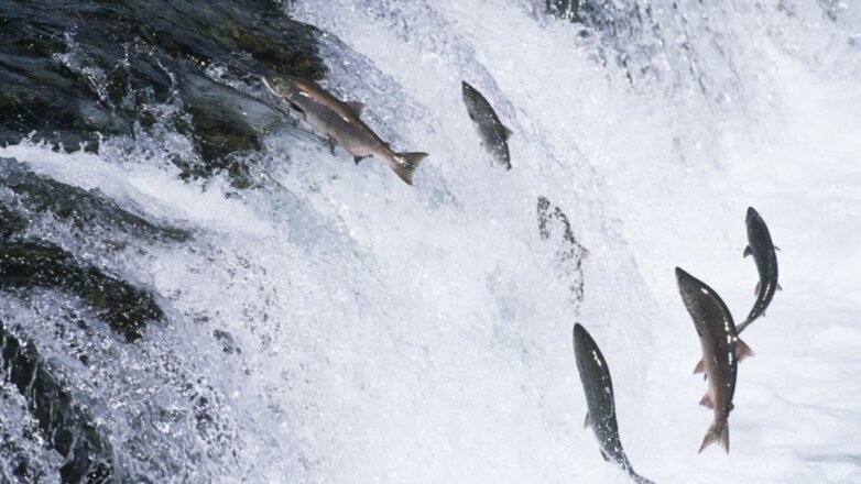 На Аляске из-за рекордной жары массово гибнет лосось