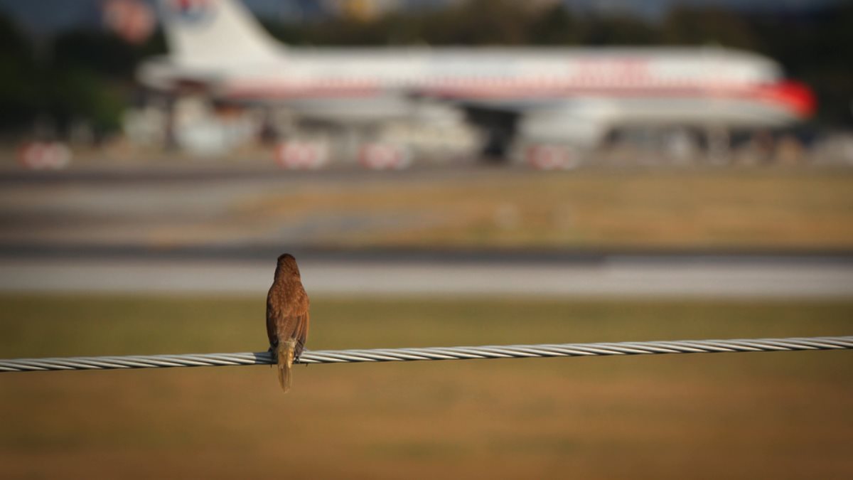 Аэропорт птица