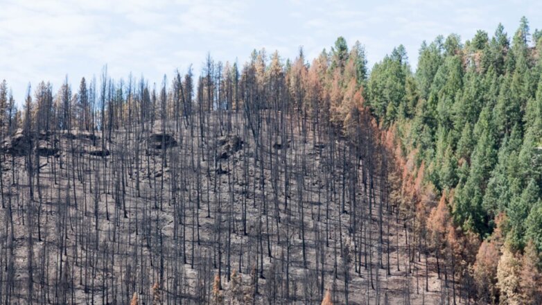 Восстановление сгоревших в Сибири лесов займёт больше века