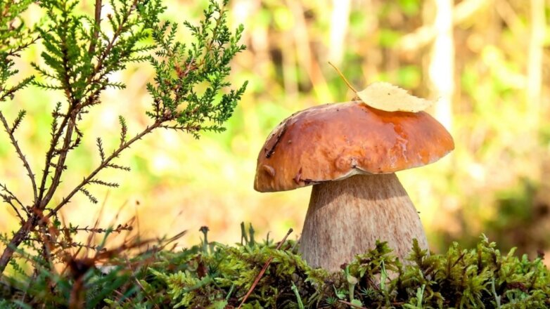 11 человек насмерть отравились грибами в Воронежской области