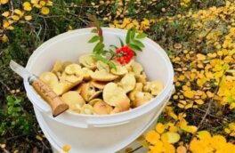 На Ямале жители собирают грибы, которые в Европе считаются опасными
