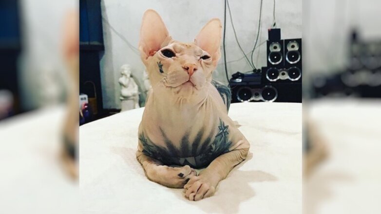 За лысого кота с татуировками объявлена награда в 500 тысяч рублей
