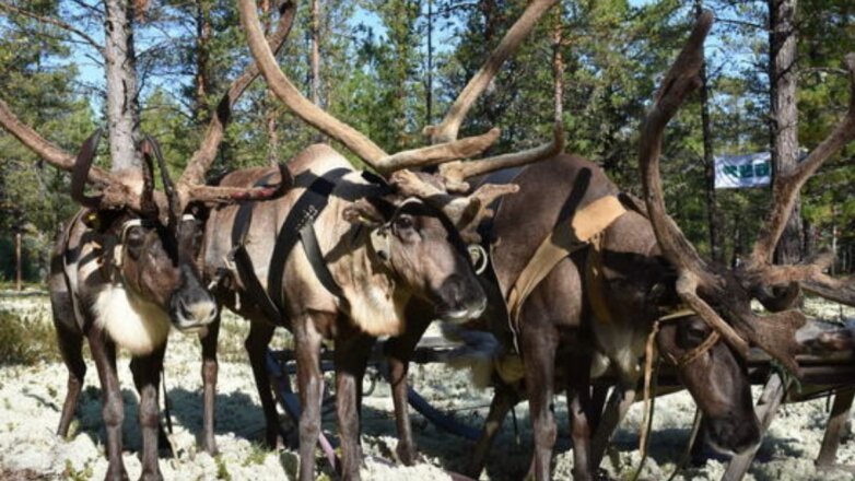На Ямале откроют этнопарк с чумами и оленями