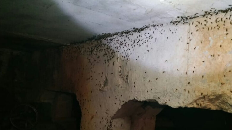Полчища тараканов атакуют жильцов дома в Надыме