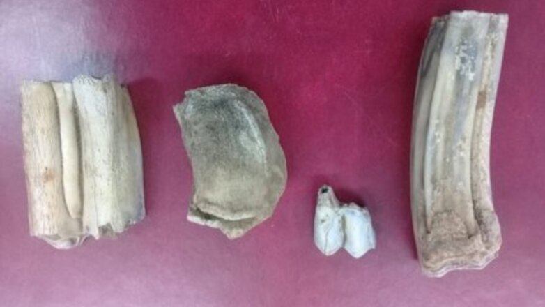В Башкирии нашли кости доисторических животных