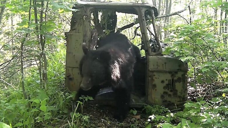 Дикого медведя в Приморье застали за рулём – видео