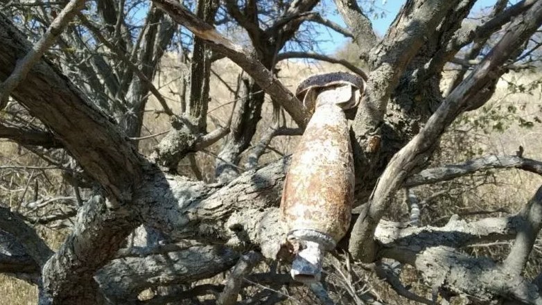 В Крыму нашли бомбу, висевшую на дереве со времен Великой Отечественной