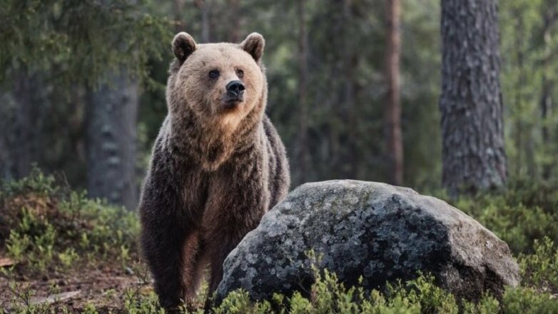 В Кавказском заповеднике из-за голодных медведей могут закрыть турмаршруты