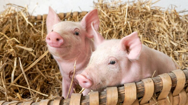 В Великобритании приняли закон о соцобеспечении свиней