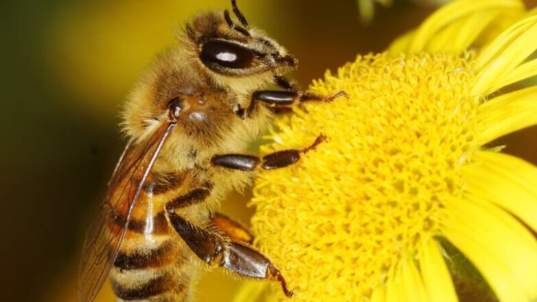 Эксперт предложил способы сохранения пчёл от гибели