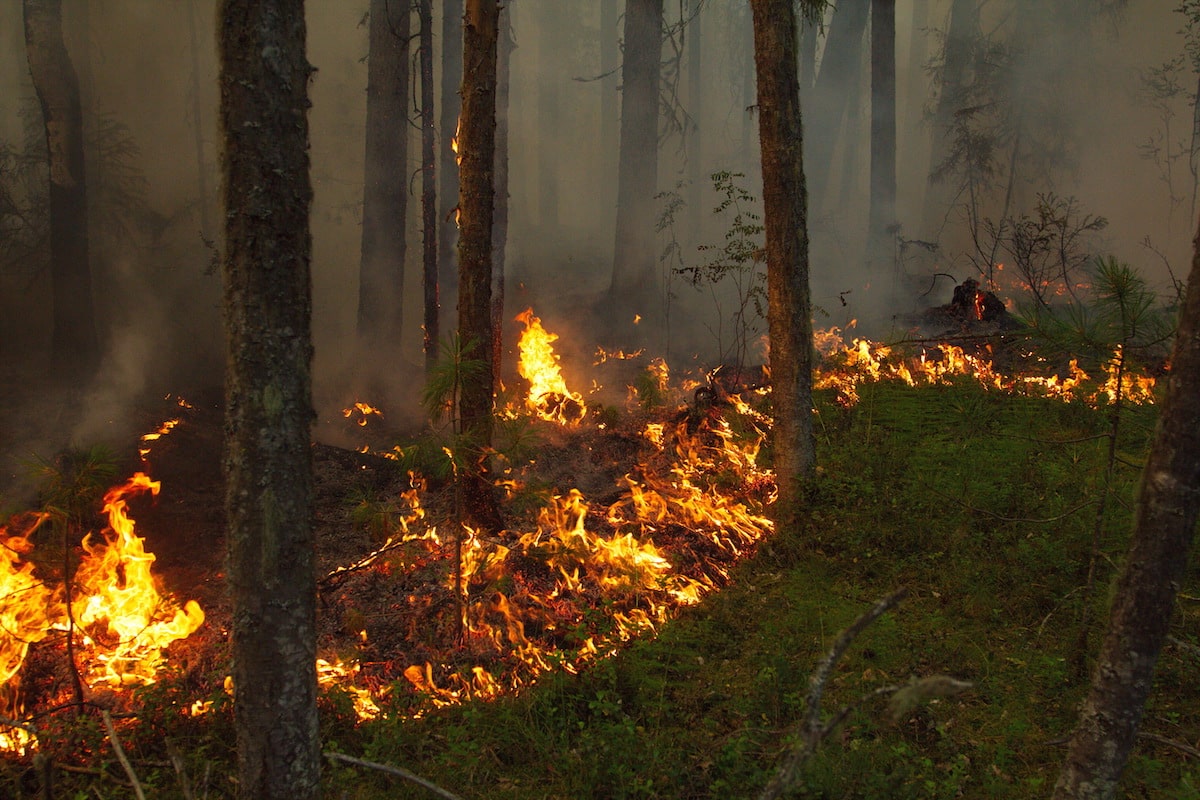Вырубки лесов и Лесные пожары