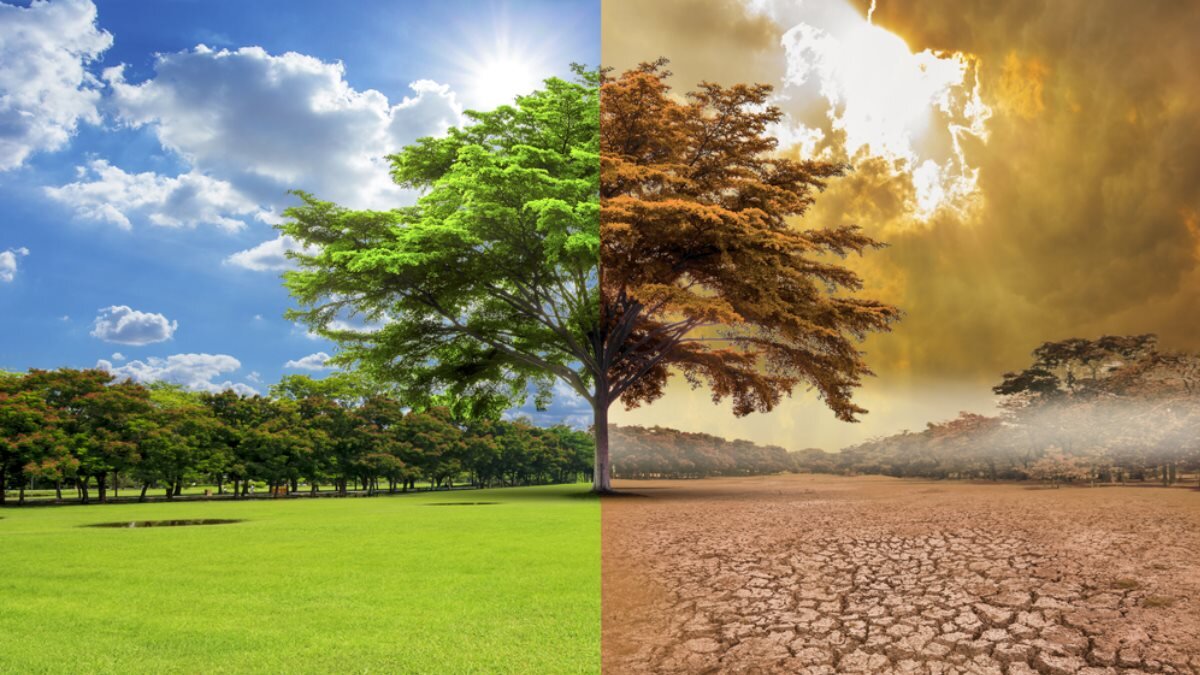 Глобальное потепление изменение климата загрязнение дерево