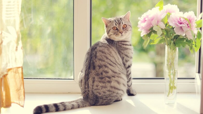 На москвичку завели уголовное дело из-за выброшенного в окно кота