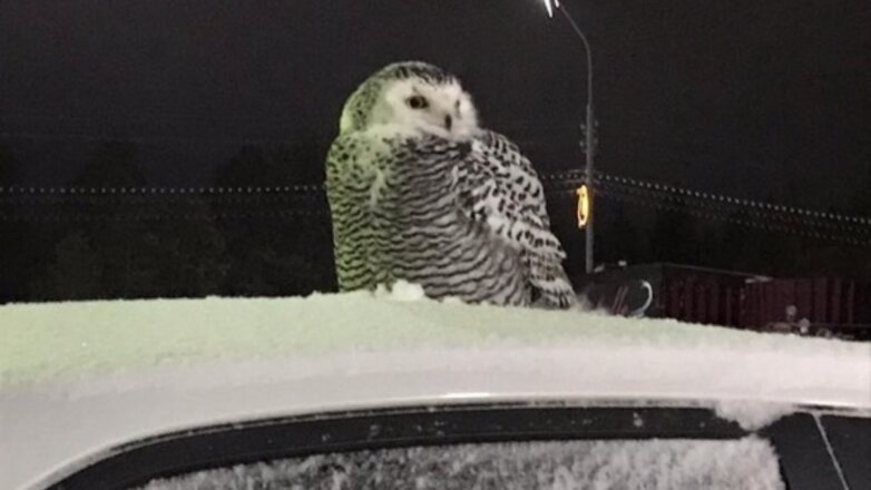 Житель Ямала обнаружил белую сову на автопарковке у дома