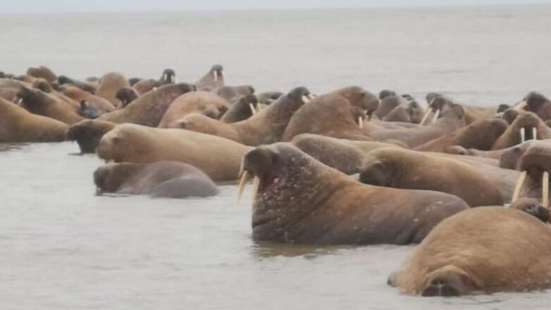 К берегу Ямала приплыла огромная группа моржей