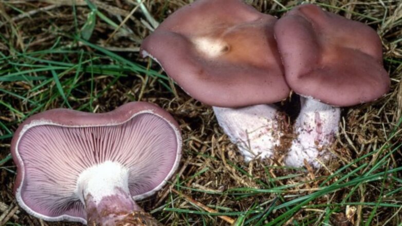В лесах Подмосковья появились грибы с ароматом аниса