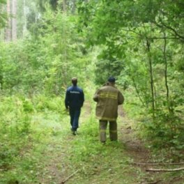 В лесах Подмосковья в этом году заблудились 1100 грибников