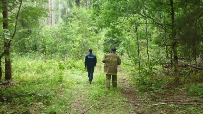 В лесах Подмосковья в этом году заблудились 1100 грибников