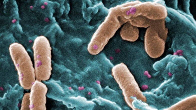 Выявлена роль слизи в борьбе с опасными микробами