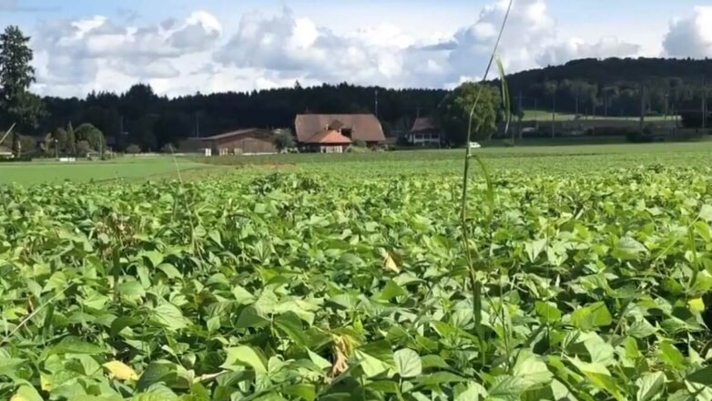 В Швейцарии 75 тонн фасоли уничтожили из-за заражения грибком