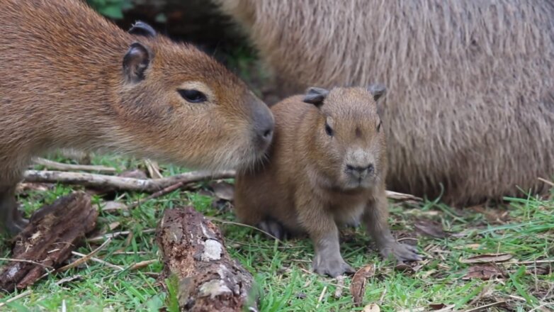 В новозеландском зоопарке родился детёныш крупнейшего в мире грызуна