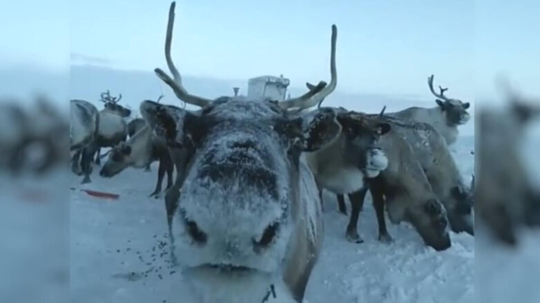 На Ямале сняли на видео «поцелуй оленя»