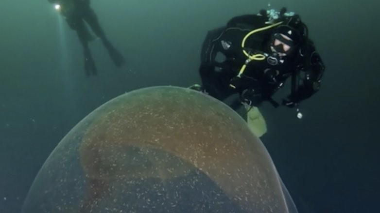 Учёные сняли в Северном Ледовитом океане уникальное видео