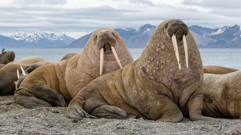 Учёные рассказали, как живётся моржам на побережье Ямала