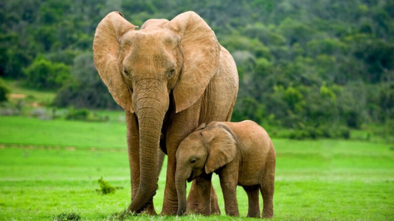 В Таиланде пять слонов погибли, спасая тонущего слоненка