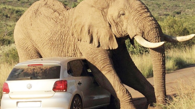 В Таиланде слон лег на крышу автомобиля