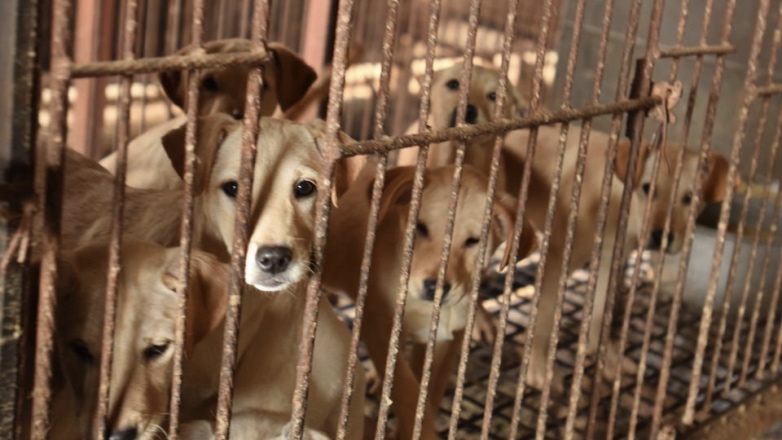 В южнокорейской столице закрыли последнюю скотобойню для собак
