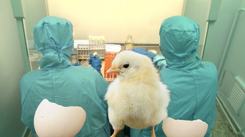 В Тайване нашли средство для борьбы с птичьим гриппом