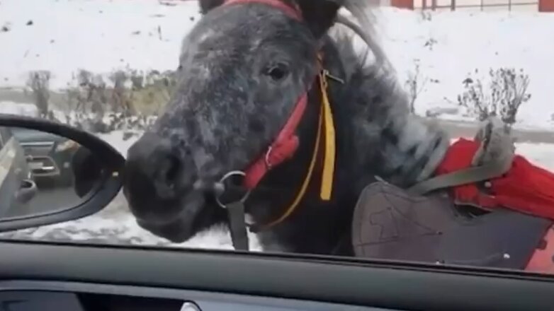Водители Магнитогорска спасли сбежавшего пони от гибели на дороге