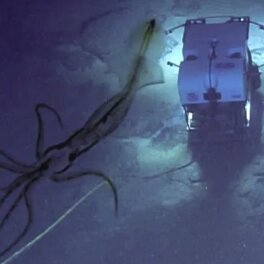 В сети появилось жуткое фото гигантского кальмара